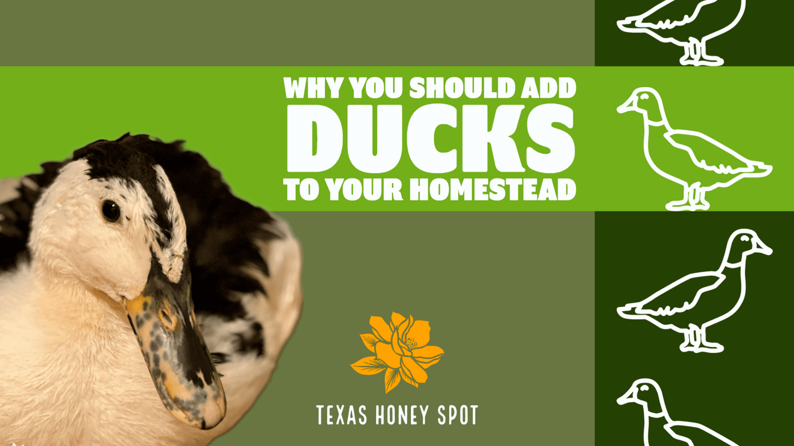 Why You Should Add Ducks To Your Homestead